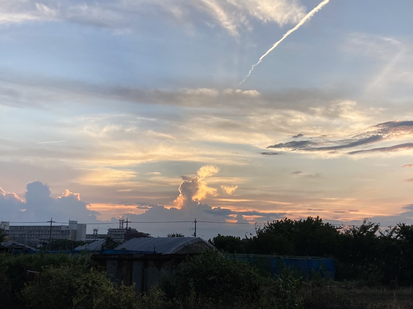 旬菜情報