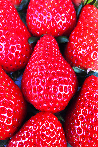 浦和中央青果市場株式会社 市場や青果物