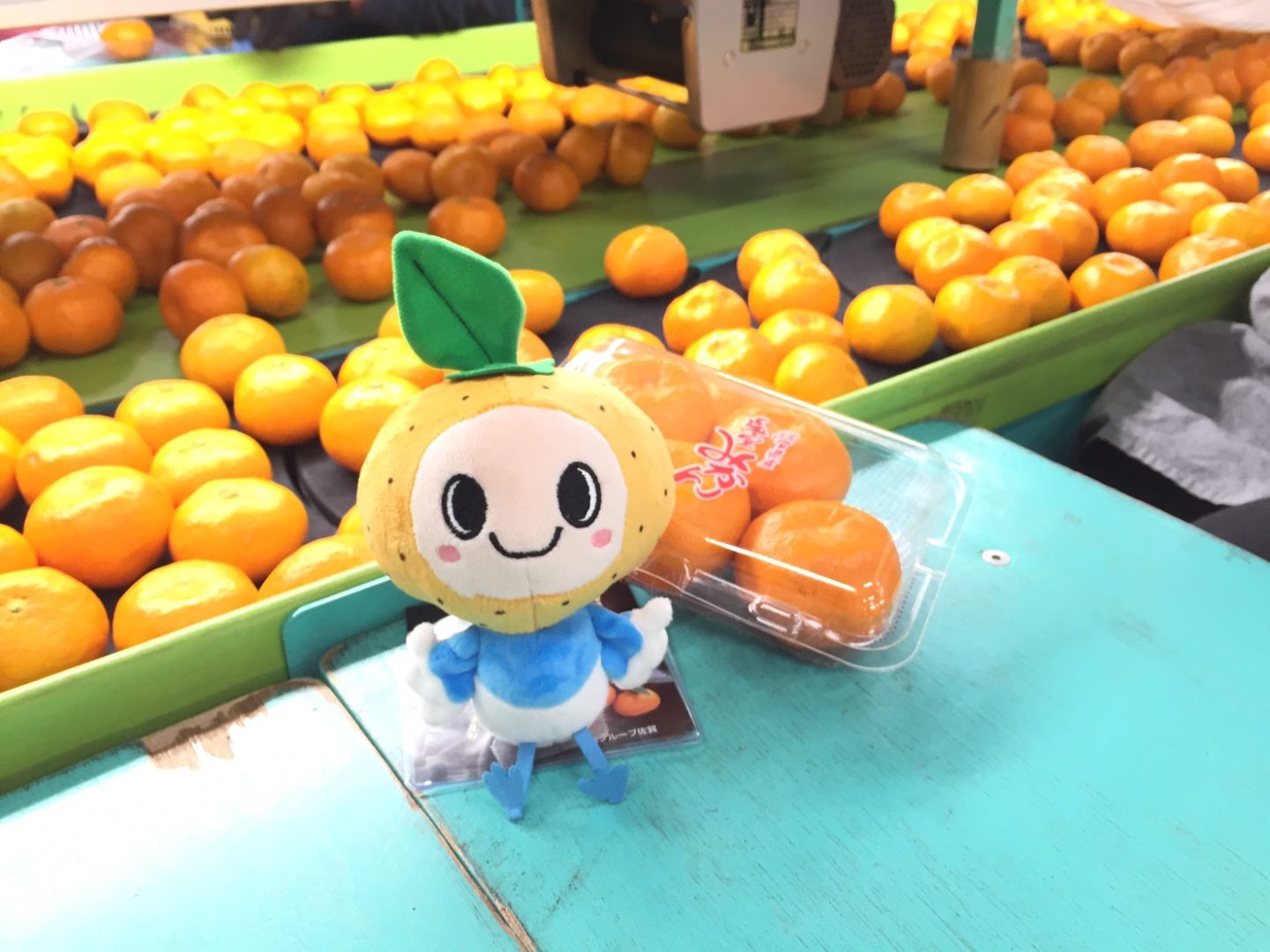 ハウスみかん