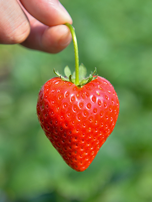 いちご「とちあいか」