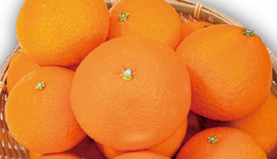 愛媛県産ポンカン