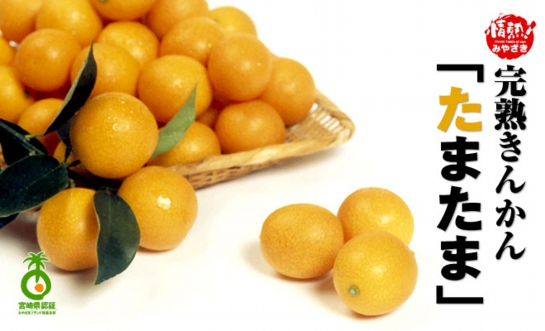 宮崎県産きんかん「たまたま」