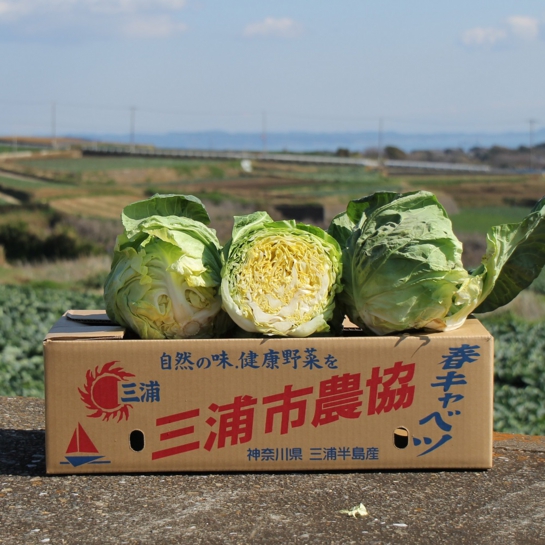 本春キャベツ